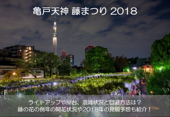 亀戸天神藤まつり2018の見頃やライトアップはいつ?屋台や混雑状況も紹介!